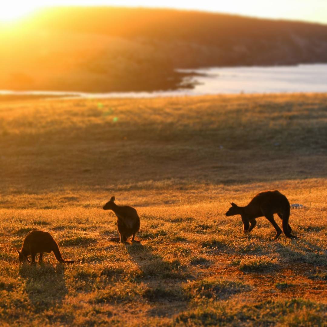 Kangaroos on Kangaroo Island