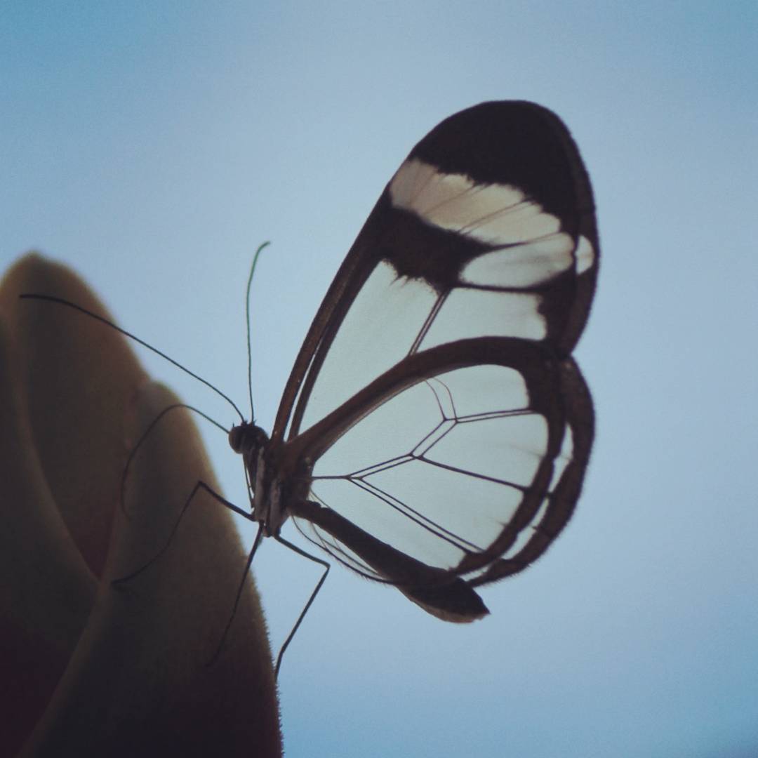 A butterfly with transparent wings